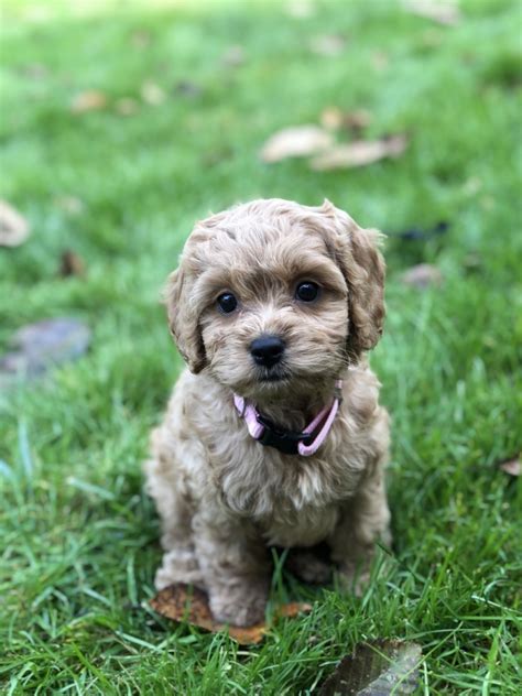 Is finding a cheap puppy for sale in Washington your top priority?. . Puppies for sale in washington under 500